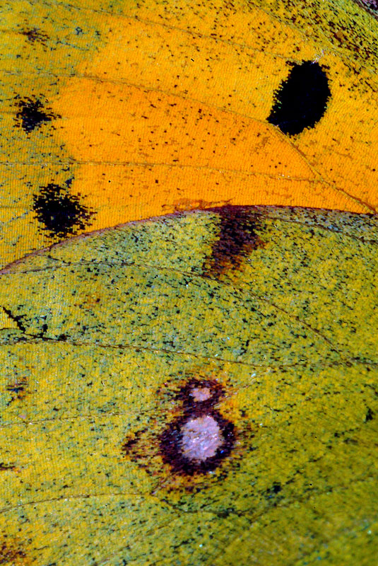 Da determinare 5 - Colias croceus (maschio)